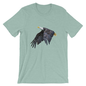 Eagle - Teeznmo